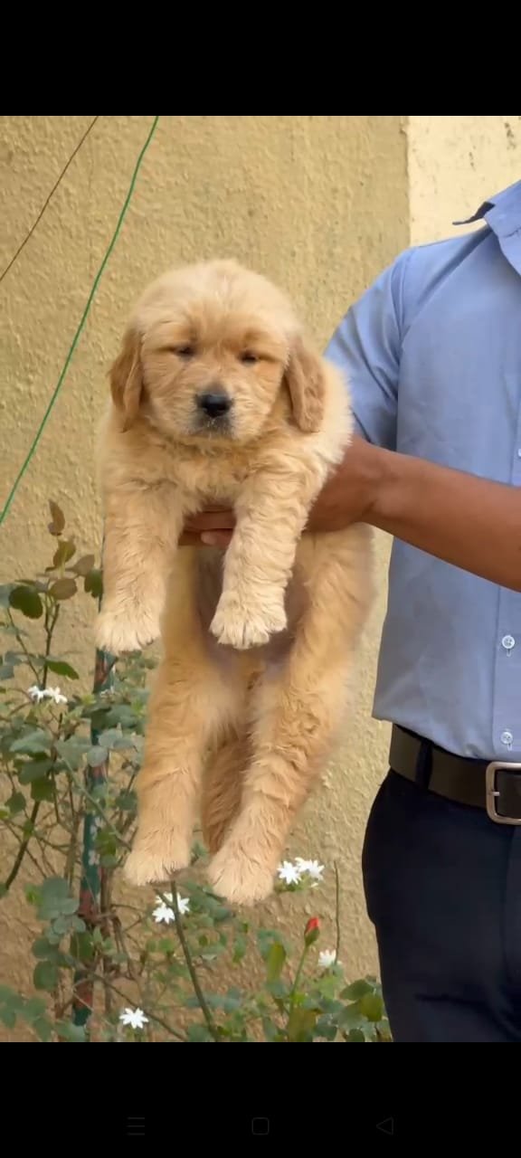 Purchase KCI Registered Golden Retriever Puppy from Jaipur
